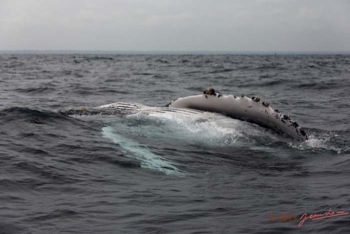 Baleines-de-Libreville-Nage-sur-le-Dos-13E5K3IMG_93798wtmk-Web