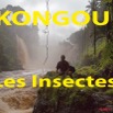 019 Titre Photos Kongou Insectes.jpg