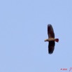 238 KONGOU 2 Fleuve Ivindo Oiseau Perroquet Gris PSITTACUS Erithacus 10E5K2IMG_60502wtmk.jpg