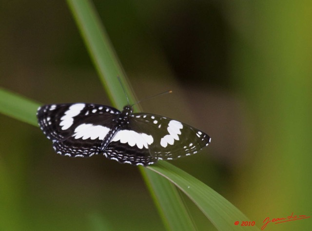 095 Dji-Dji Ivindo Insecte Lepidoptere NEPTIS morosa 10E5K2IMG_62969wtmk.jpg