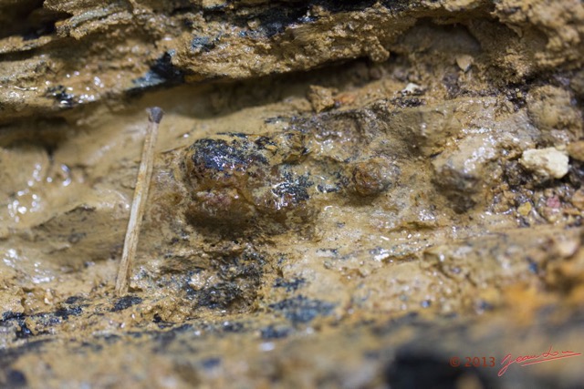 062 AMBINDA les Fossiles Colonie de Nodules dans leur Gangue 13E5K3IMG_94149wtmk.jpg