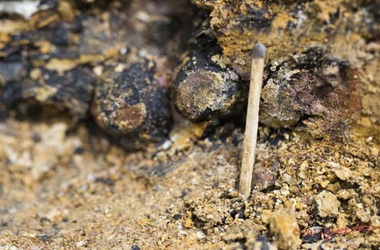 AMBINDA-les-Fossiles-Colonie-de-Nodules-dans-leur-Gangue-13E5K3IMG_94143wtmk-Web