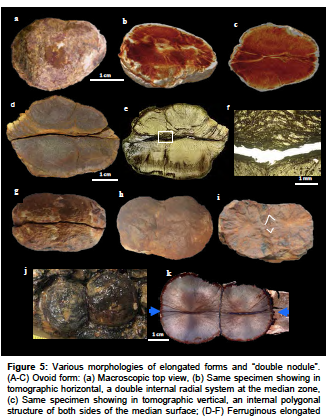 Fossiles de Okondja - Ambinda 2015 