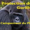 007 Titre Photo PPG Gorilles Campement PPG-01.jpg