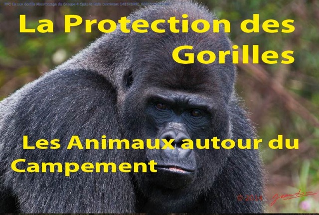 035 Titre Photo PPG Gorilles Animaux au Campement-01.jpg
