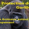 035 Titre Photo PPG Gorilles Animaux au Campement-01.jpg