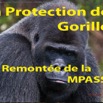 051 Titre Photo PPG Gorilles Remontee Mpassa-01.jpg