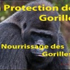 064 Titre Photo PPG Gorilles Nourrissage Gorilles-01.jpg