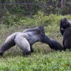 075 PPG Ile aux Gorilles Groupe 4 Nourrissage des Primates 14E5K3IMG_110828wtmk.jpg