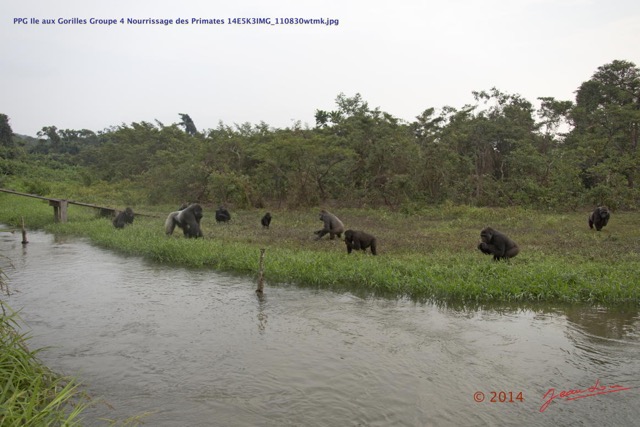 076 PPG Ile aux Gorilles Groupe 4 Nourrissage des Primates 14E5K3IMG_110830wtmk.jpg