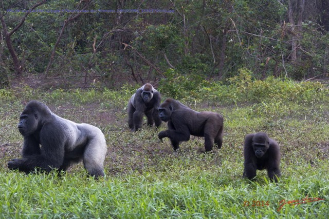 077 PPG Ile aux Gorilles Groupe 4 Nourrissage des Primates 14E5K3IMG_110837wtmk.jpg