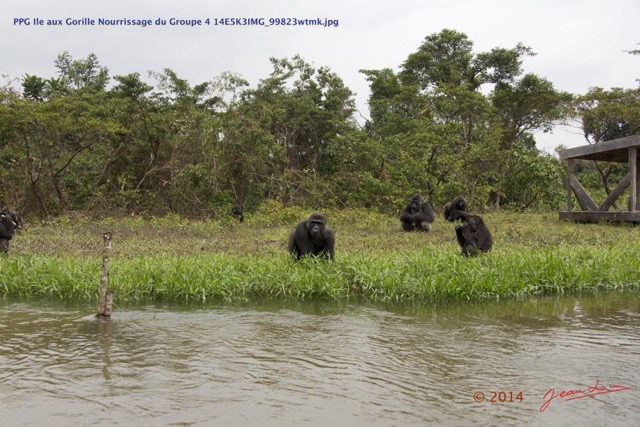 080 PPG Ile aux Gorille Nourrissage du Groupe 4 14E5K3IMG_99823wtmk.jpg