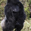 106 PPG Ile aux Gorille Nourrissage du Groupe 4 Djala le Male Dominant Chassant les Autres Gorilles 14E5K3IMG_99934awtmk.jpg