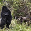 107 PPG Ile aux Gorille Nourrissage du Groupe 4 Djala le Male Dominant Chassant les Autres Gorilles 14E5K3IMG_99934wtmk.jpg