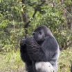 113 PPG Ile aux Gorille Nourrissage du Groupe 4 Djala le Male Dominant Mangeant 14E5K3IMG_99809wtmk.jpg