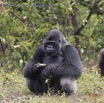 114 PPG Ile aux Gorille Nourrissage du Groupe 4 Djala le Male Dominant Mangeant 14E5K3IMG_99819wtmk.jpg