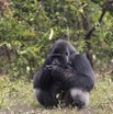 115 PPG Ile aux Gorille Nourrissage du Groupe 4 Djala le Male Dominant Mangeant 14E5K3IMG_99820wtmk.jpg