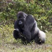 116 PPG Ile aux Gorille Nourrissage du Groupe 4 Djala le Male Dominant Mangeant 14E5K3IMG_99826wtmk.jpg