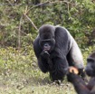 119 PPG Ile aux Gorille Nourrissage du Groupe 4 Djala le Male Dominant Mangeant 14E5K3IMG_99828wtmk.jpg