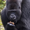 120 PPG Ile aux Gorille Nourrissage du Groupe 4 Djala le Male Dominant Mangeant 14E5K3IMG_99829awtmk.jpg