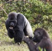 121 PPG Ile aux Gorille Nourrissage du Groupe 4 Djala le Male Dominant Mangeant 14E5K3IMG_99829wtmk.jpg