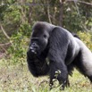 122 PPG Ile aux Gorille Nourrissage du Groupe 4 Djala le Male Dominant Mangeant 14E5K3IMG_99836wtmk.jpg