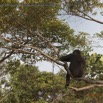 179 PPG Ile aux Gorilles Groupe 4 Jeune Gorille dans les Branches 14E5K3IMG_110244wtmk.jpg