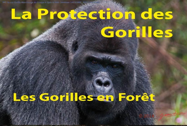 180 Titre Photo PPG Gorilles en Foret-01.jpg