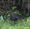195 PPG Ile aux Gorilles Groupe 4 Femelle se Nourissant de Plantes en Foret 14E5K3IMG_110154wtmk.jpg