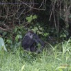 196 PPG Ile aux Gorilles Groupe 4 Femelle se Nourissant de Plantes en Foret 14E5K3IMG_110155wtmk.jpg