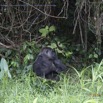 197 PPG Ile aux Gorilles Groupe 4 Femelle se Nourissant de Plantes en Foret 14E5K3IMG_110156wtmk.jpg