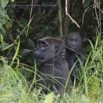 199 PPG Ile aux Gorilles Femelle et Jeune Gorille dans la Foret 14E5K3IMG_110106wtmk.jpg