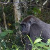 211 PPG Ile aux Gorilles Jeune Male dans la Foret 14E5K3IMG_110121wtmk.jpg