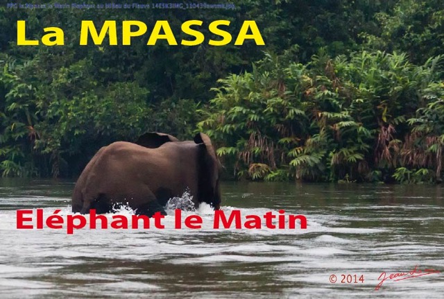120 Titre Photo Mpassa Elephant le Matin-01.jpg