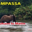 120 Titre Photo Mpassa Elephant le Matin-01.jpg