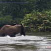 121 PPG la Mpassa le Matin Elephant au Milieu du Fleuve 14E5K3IMG_110439awtmk.jpg