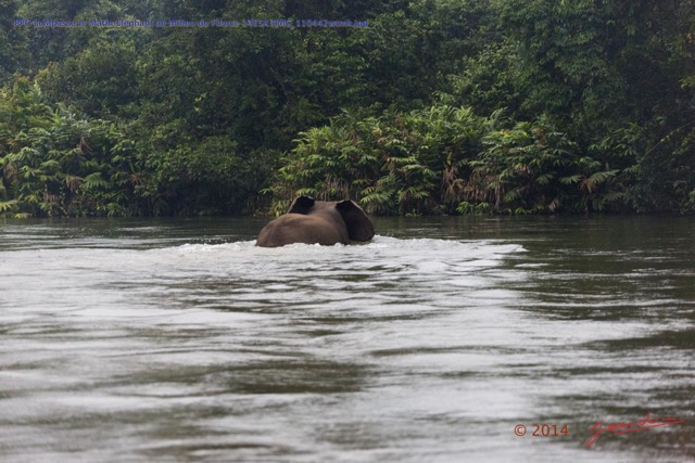 124 PPG la Mpassa le Matin Elephant au Milieu du Fleuve 14E5K3IMG_110442wtmk.jpg