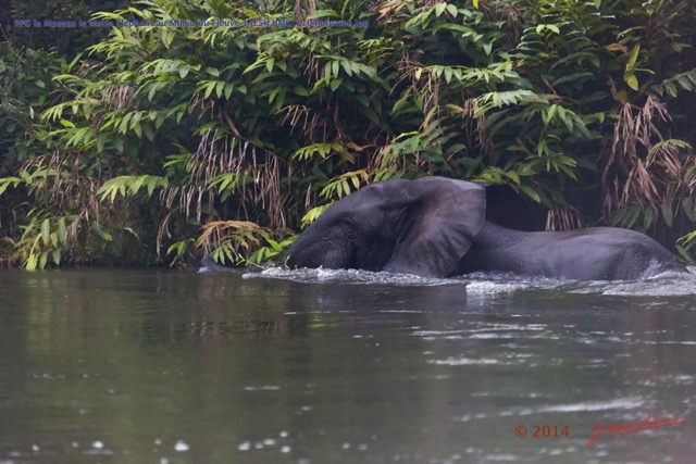 125 PPG la Mpassa le Matin Elephant au Milieu du Fleuve 14E5K3IMG_110444wtmk.jpg