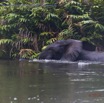 125 PPG la Mpassa le Matin Elephant au Milieu du Fleuve 14E5K3IMG_110444wtmk.jpg