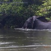 126 PPG la Mpassa le Matin Elephant au Milieu du Fleuve 14E5K3IMG_110447wtmk.jpg