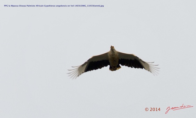 131 PPG la Mpassa Oiseau Palmiste Africain Gypohierax angolensis en Vol 14E5K3IMG_110556wtmk.jpg