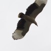 132 PPG la Mpassa Oiseau Palmiste Africain Gypohierax angolensis en Vol 14E5K3IMG_110560wtmk.jpg