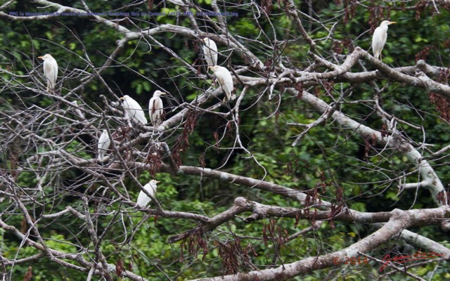 145 PPG la Mpassa Oiseau Heron Gardeboeufs Bubulcus ibis en Colonie 14E5K3IMG_110898awtmk.jpg