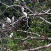 145 PPG la Mpassa Oiseau Heron Gardeboeufs Bubulcus ibis en Colonie 14E5K3IMG_110898awtmk.jpg