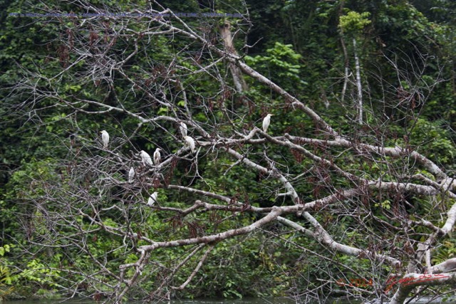146 PPG la Mpassa Oiseau Heron Gardeboeufs Bubulcus ibis en Colonie 14E5K3IMG_110898wtmk.jpg