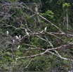 146 PPG la Mpassa Oiseau Heron Gardeboeufs Bubulcus ibis en Colonie 14E5K3IMG_110898wtmk.jpg