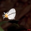 032 Kaya Lepidoptere en Foret 9E50IMG_31791wtmk.jpg