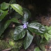 013 LIPOPA 1 la Foret Plante avec Fleur Violette 16E5K3IMG_120276wtmk.jpg
