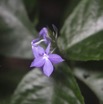 014 LIPOPA 1 la Foret Plante avec Fleur Violette 16E5K3IMG_120279wtmk.jpg