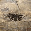 032 LIPOPA 1 la Grotte Arthropoda Arachnida Amblypygi Amblypyge 16E5K3IMG_120228wtmk.jpg